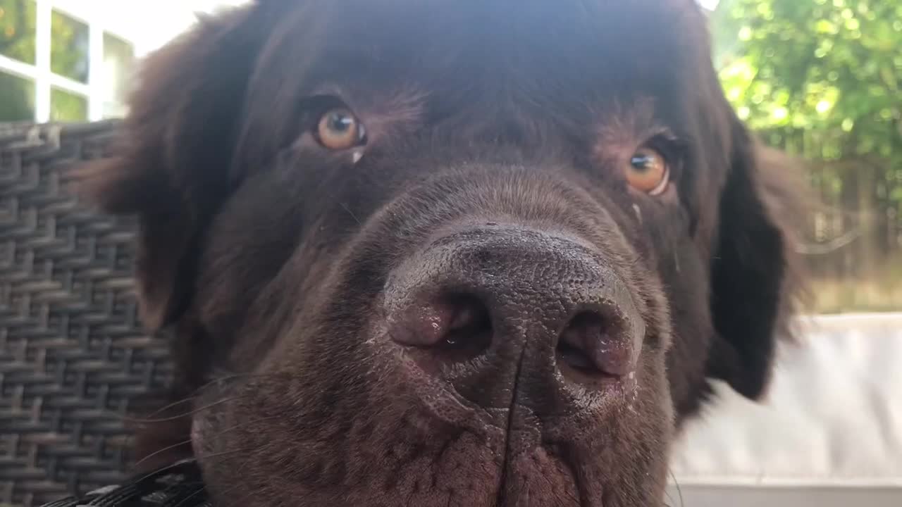 Little girl’s nanny dog spots the camera