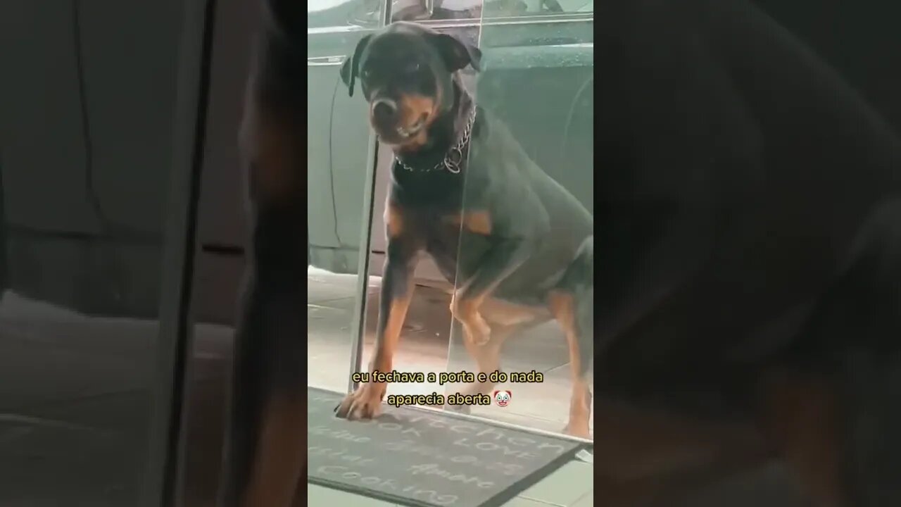 Rottweiler eats burrito and has to DROP A LOAD