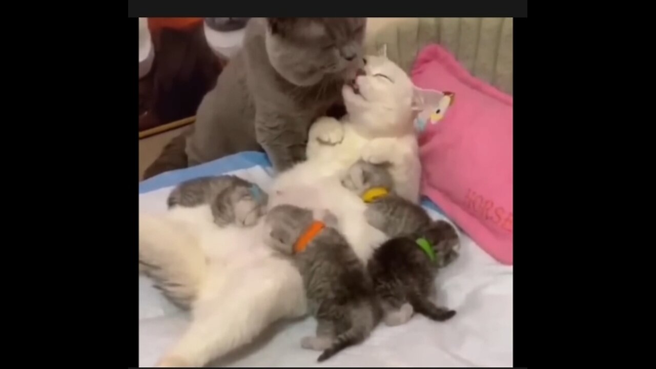 Cat and baby funny 🤣