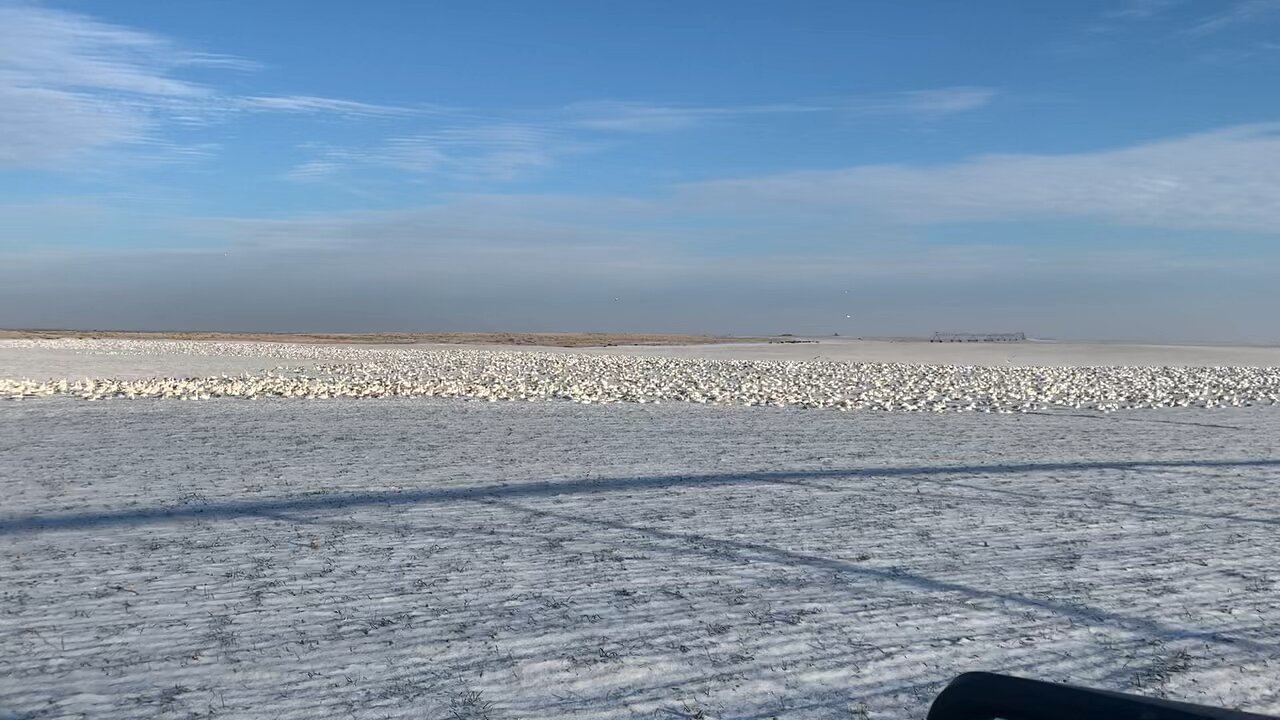 Hunting | Snow Goose Shootout