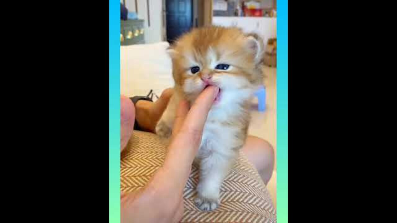 Cute and Funny Cat Videos Compilation