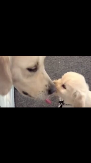 Rufus the Golden adorably cleans up puppies after breakfast time