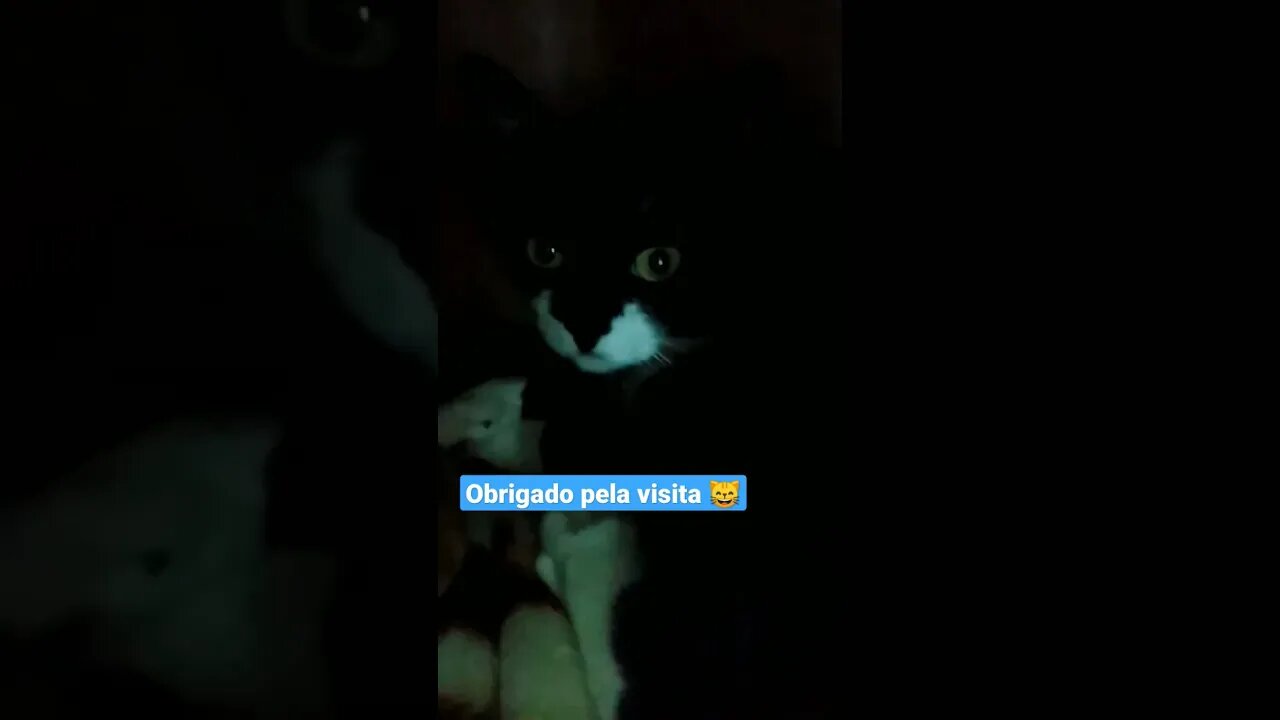 A casa do Gato Bartolomeu Tunico 😸