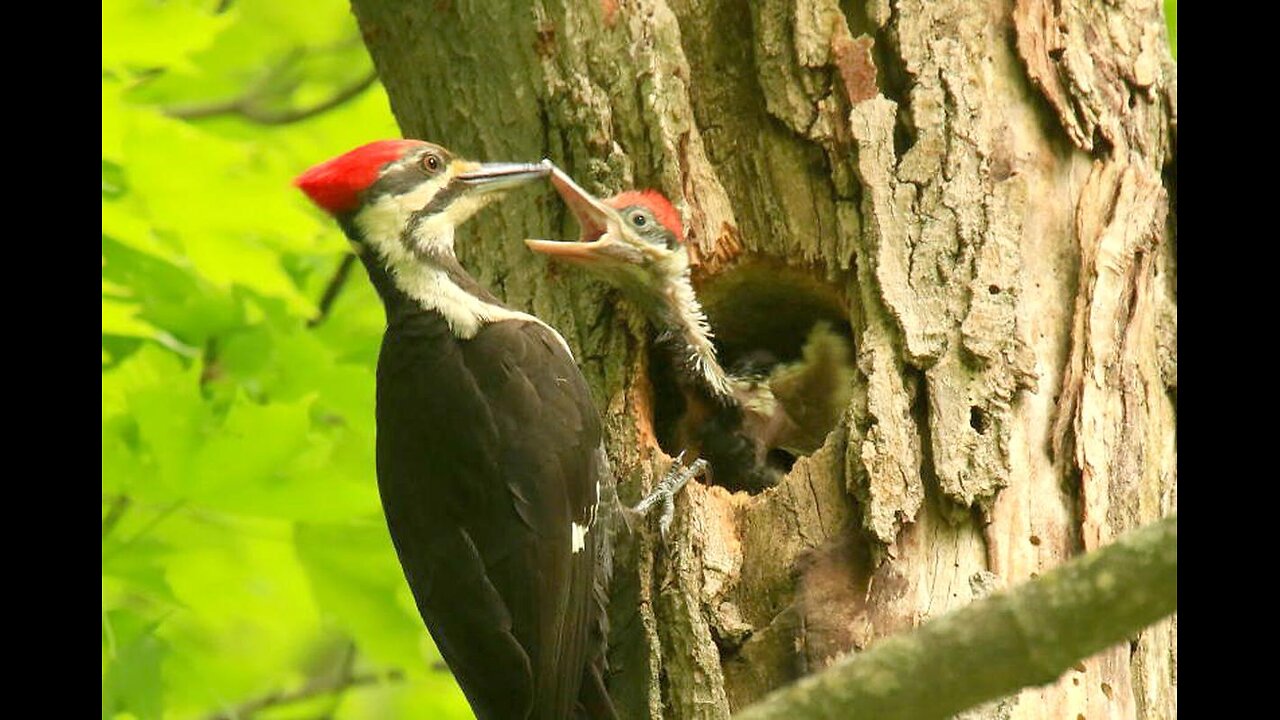 How Woodpeckers Avoid Brain Damage: The Science Behind Their Pecking !