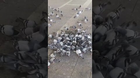 Hujjaj loves to provide food to pigeons: Near Masjid e Nabawi | Madinah