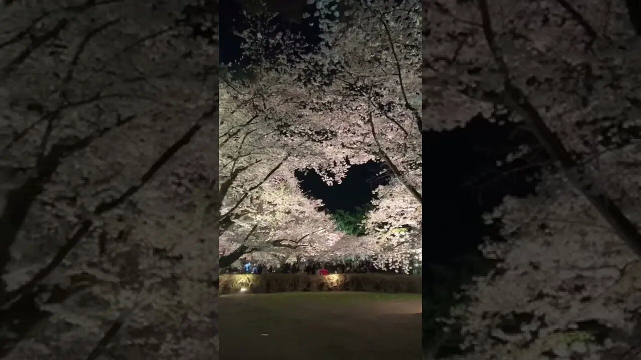 Instagram vs. reality at Aomori's Hirosaki Park during cherry blossom season...