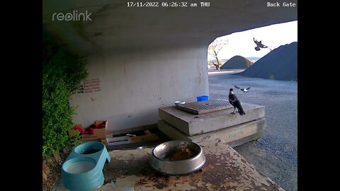 Magpies are back 17:11