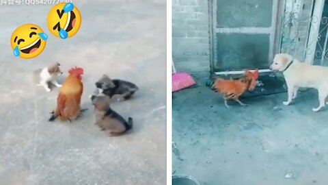 Chicken VS Dog Fight - Funny Dog Fight Videos