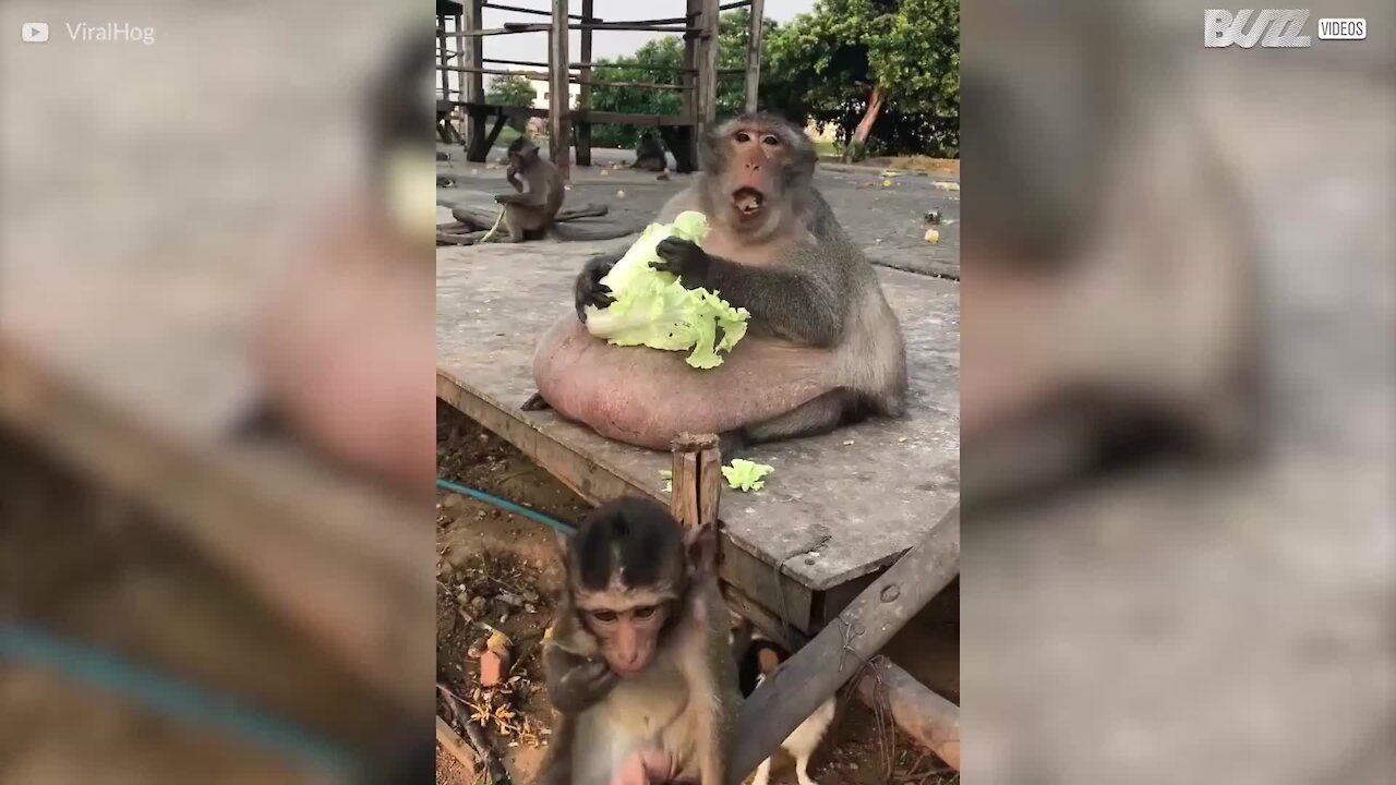 Anche con qualche chilo in più, adora l'alimentazione salutare!
