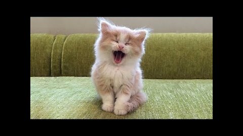 OMG Super Cute ♡ Best Funny Cats and Dogs Compilation #12217