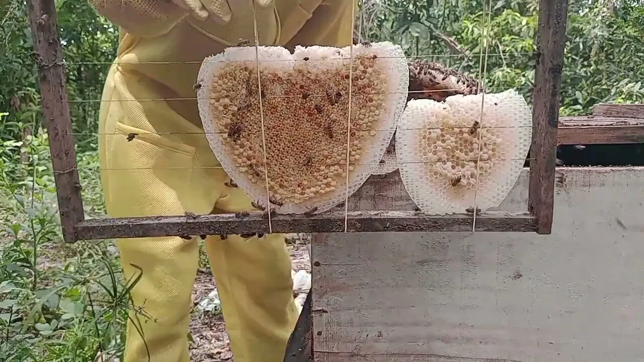 um manejo no apiário carioca 1 na multiplicação