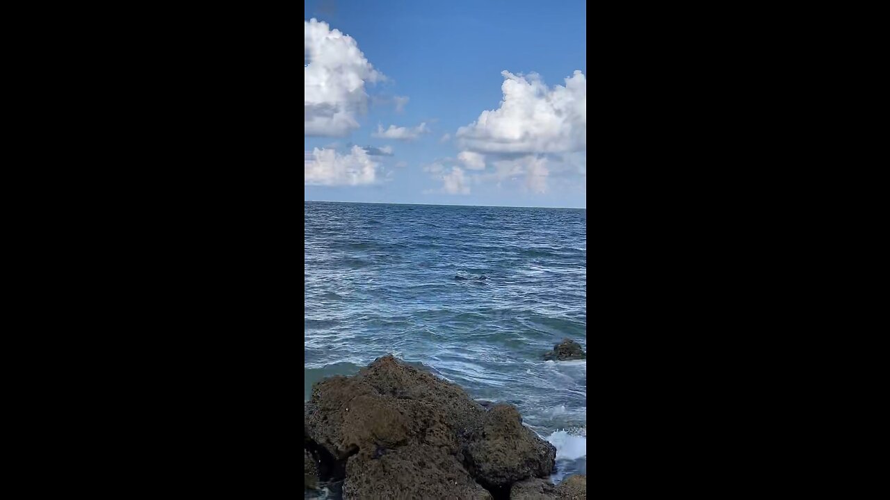 Incredible Livestream Clip - Manatee Mating Season Vol. 2 #Manatee #LiveStream #LittleHickoryBeach