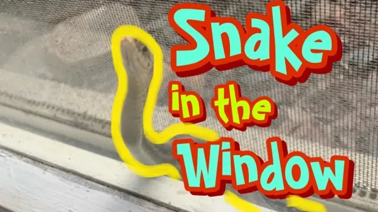 Snake rescued from a window!