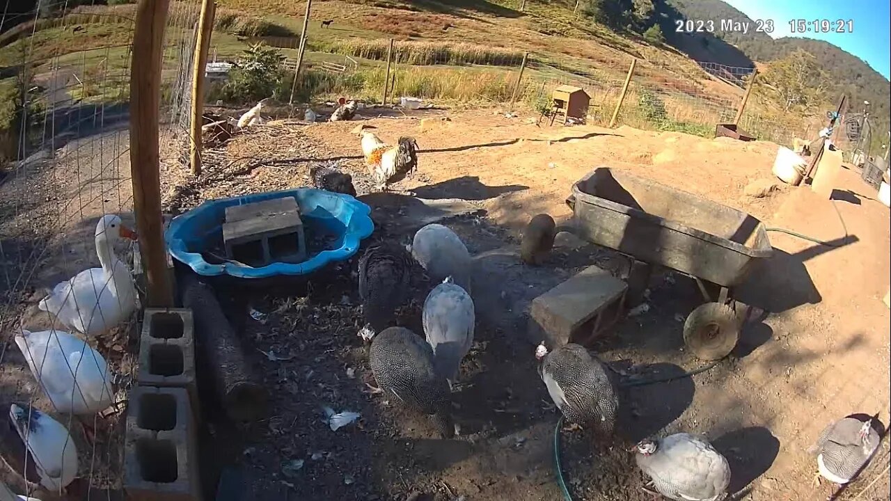 Timelapse compilation. Free range birds. A day in the chicken farmyard. Roosters share the yard.