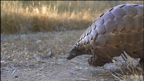 Wild Life With Beautiful Wild And Nature