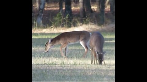 Deer grazing