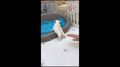 Dont touch mee🐶😂