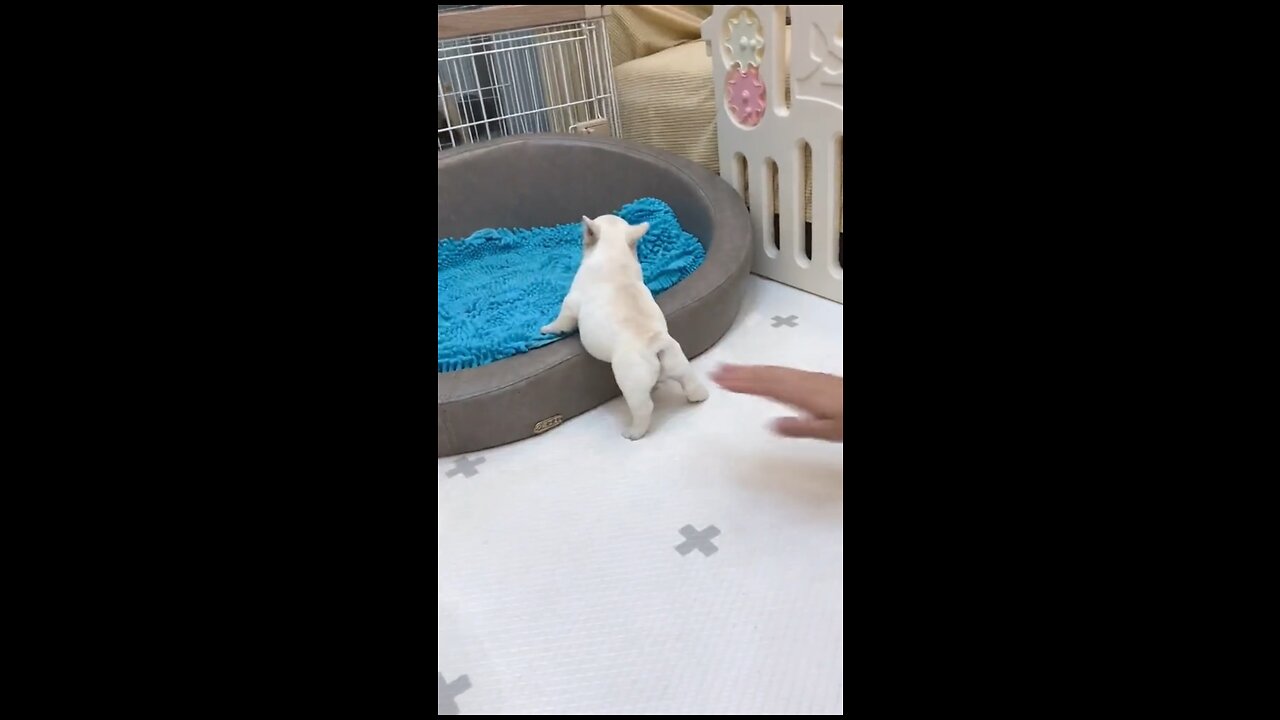 Dont touch mee🐶😂