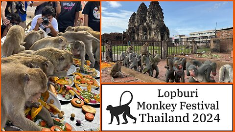 Lopburi Monkey Festival - Monkey Buffet Festival November 2024 - Thousands of Monkeys