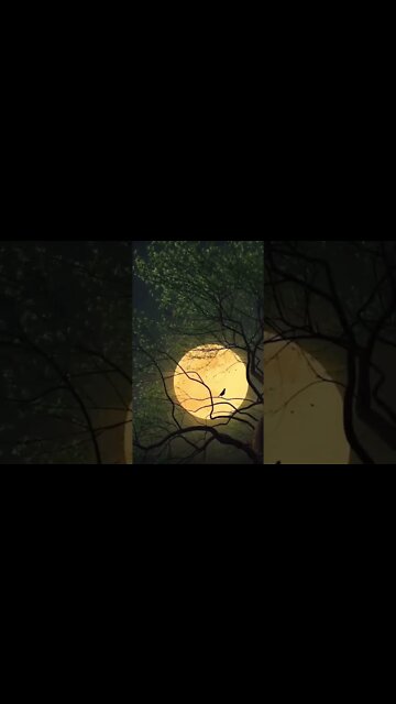 #nature #naturelovers🕊