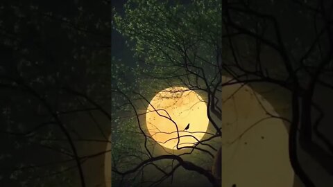 #nature #naturelovers🕊