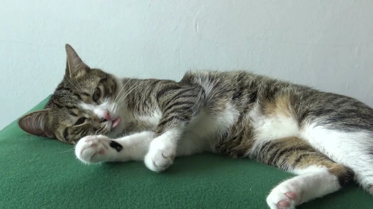 Sweet Cat Relaxes on a Green Blanket
