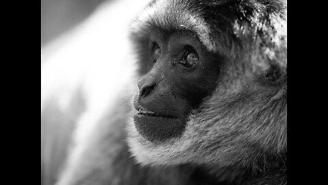 Silvery Gibbon