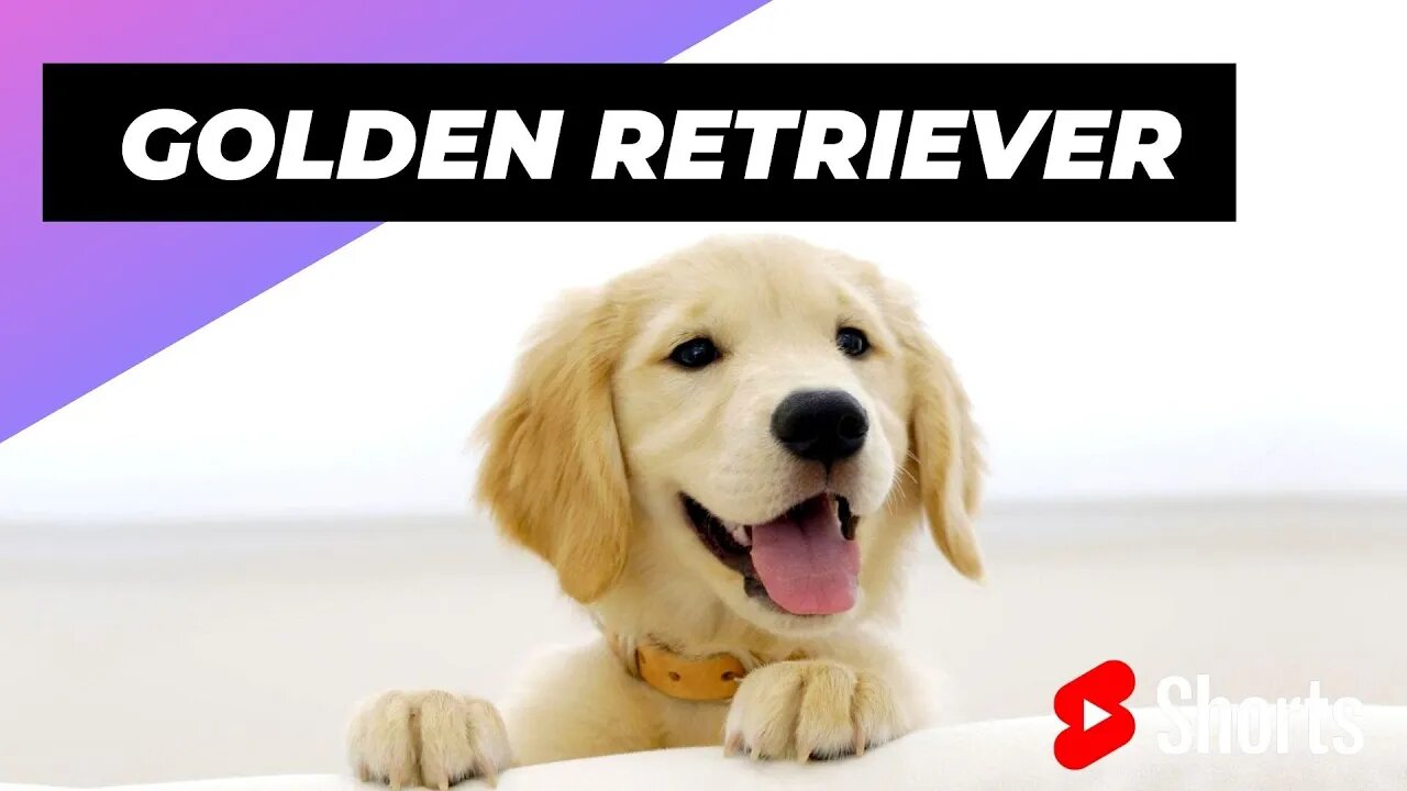 Golden Retriever 🐶 One Of The Most Expensive Dogs In The World #shorts #goldenretriever #dog