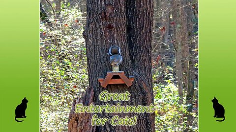 Squirrel Picnic Table Feeder 🐿️ With Ambient Music 🎼