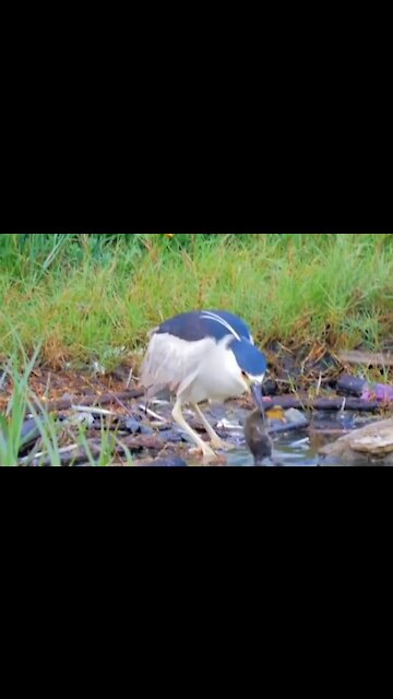 A black-crowned night heron swallows a live duckling whole