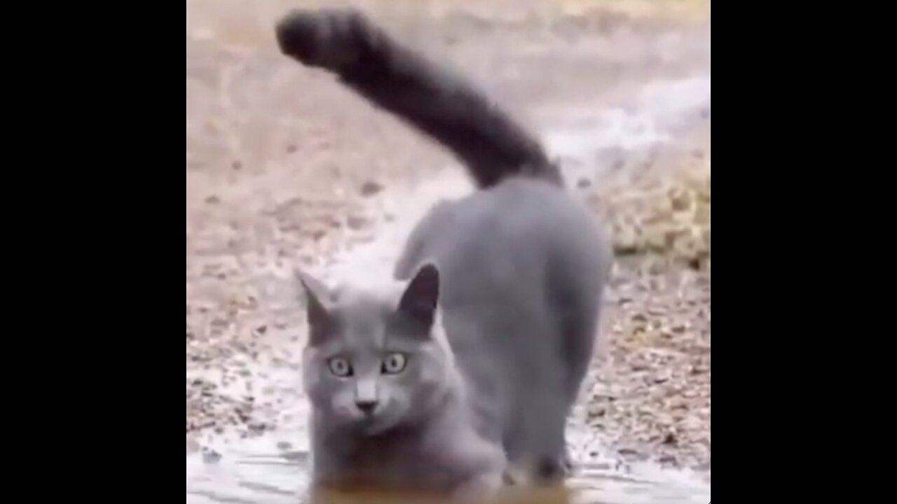 Funny Gray Cat Playing in a Muddy Puddle of Water #shorts