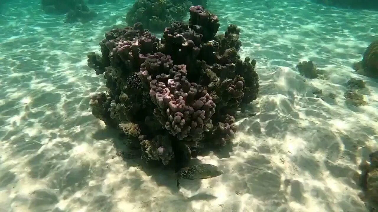 Dana Snorkeling in Moorea, 27-Sep-2022-10