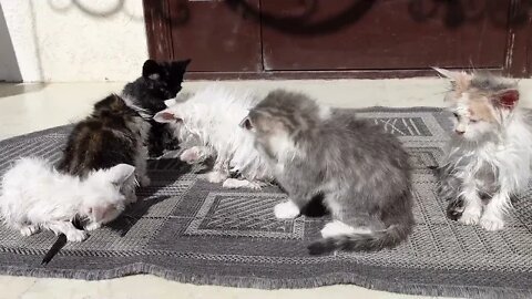 Спасенные котята Как они сейчас живут