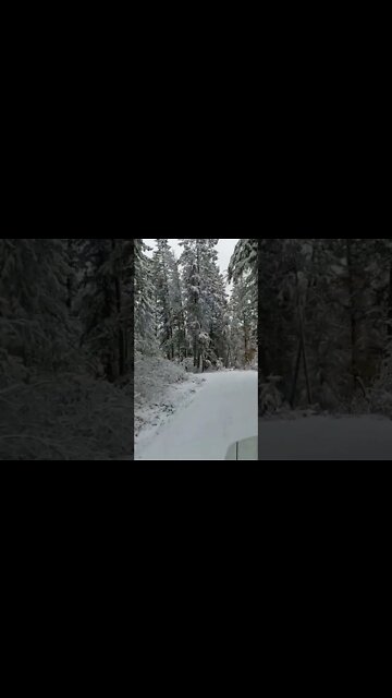 Heading Into The Bush. #shorts #winterblues