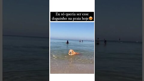 Eu só queria ser esse doguinho na praia hoje #sustentabilidade #ekological