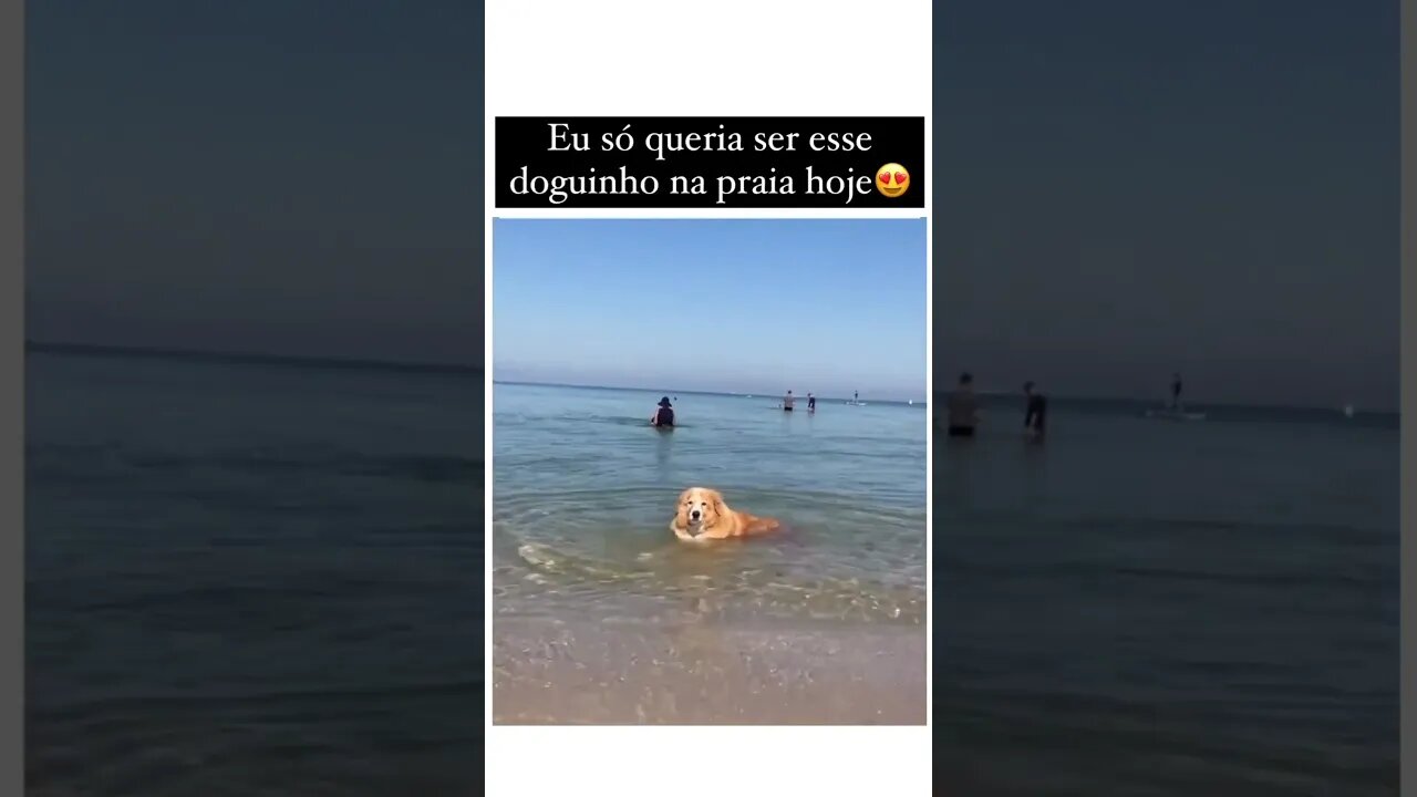 Eu só queria ser esse doguinho na praia hoje #sustentabilidade #ekological
