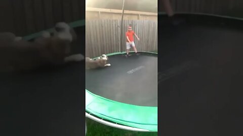 Living His Best Life sweet doggo