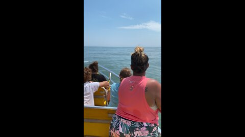 Dolphins in ocean city part 2