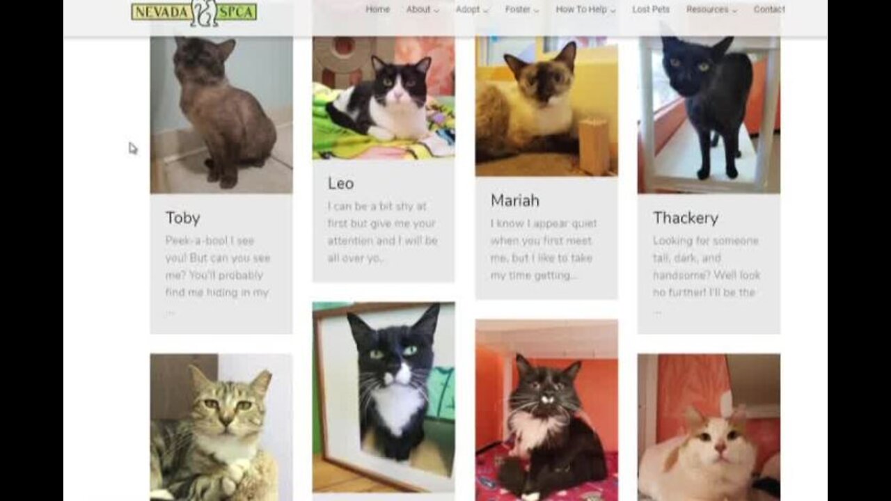 Free cats on Freaky Feline Friday