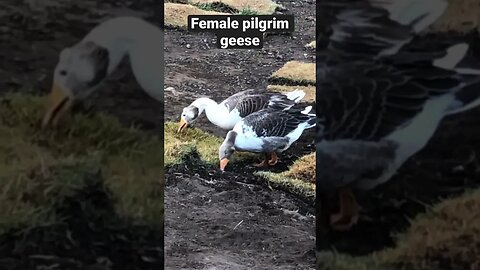 Female pilgrim geese