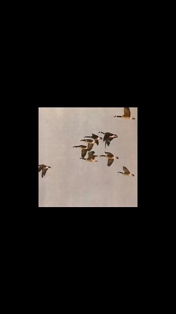 Carl Jung- Man/Symbols 1