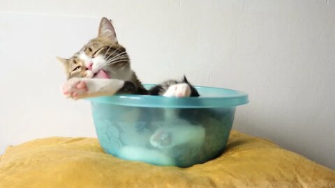 Funny Cat Catches His Tail