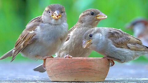 House Sparrows Enjoy Perching on the Feeding Bowl