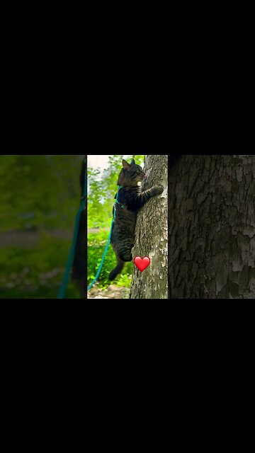 Pretty kitty hangs from a tree! 🌳 #cats#cute#funny#adley#aphmau#catlife