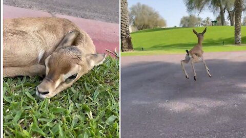 Baby deer walk away when teased