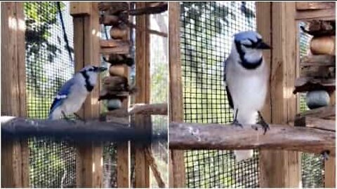 This bird meows just like a cat!