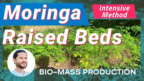 The Power of Intensive Moringa: A Method for Biomass Production on a Raised Bed in Your Backyard