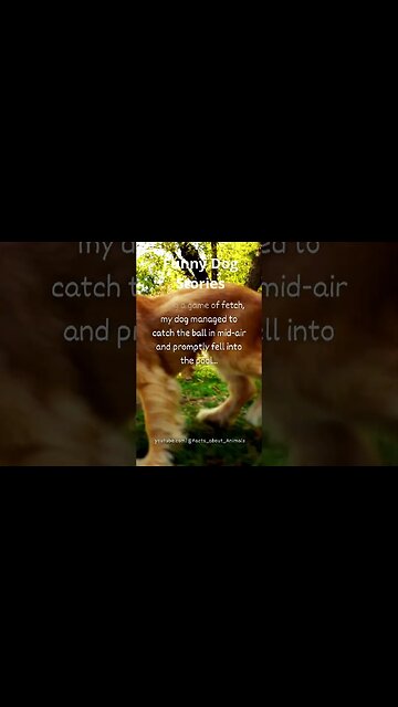 Hilarious Dog Moments: Laughter Guaranteed! 27