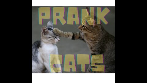 Very cool pranks with cats