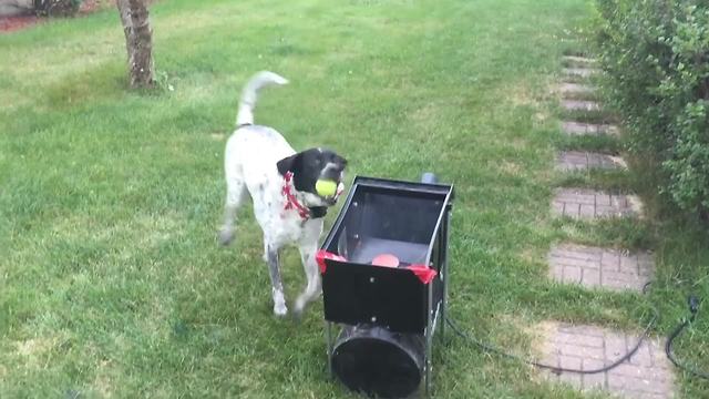 Dog Plays Fetch With A Tennis Ball Launcher